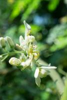 chiuso moringa fiori su suo albero nel natura sfondo.selettivo messa a fuoco, superficiale profondità di campo. foto