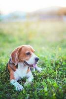 ritratto di un' carino beagle cane seduta su il verde erba su porta nel il campo. messa a fuoco su faccia, superficiale profondità di campo. foto