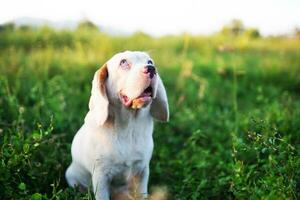 ritratto di un' carino bianca pelliccia beagle cane seduta su il verde erba su porta nel il campo. messa a fuoco su faccia, superficiale profondità di campo. foto