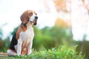 ritratto di un' carino beagle cane seduta su il verde erba su porta nel il campo. messa a fuoco su faccia, superficiale profondità di campo. foto