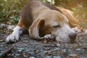 avvicinamento un vecchio beagle cane posa giù su il terra. foto