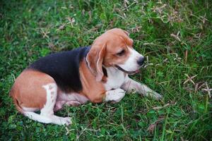 un' carino tricolore beagle dire bugie giù su il erba campo. foto