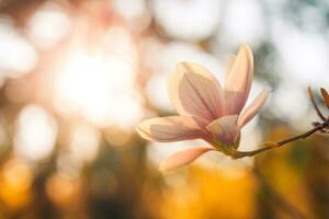 Perfetto romantico pastello colorato natura sfondo per primavera o estate sfondo. rosa magnolia fiori e morbido blu cielo come rilassante lunatico avvicinamento foto