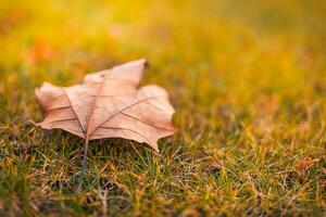 struttura di asciutto morto autunno le foglie su il terra sotto morbido luce del sole. idilliaco astratto natura sfondo, rilassante colori. primavera autunno foresta avvicinamento foto