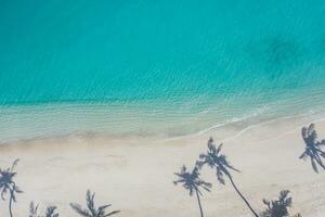 palma alberi ombre su sabbioso spiaggia, calma mare onde. turchese oceano costa a partire dal sopra. sorprendente estate natura paesaggio. fantastico soleggiato spiaggia costa, rilassante tranquillo, calmo e ispirazione spiaggia vacanza foto