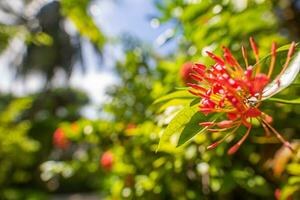 bellissimo ixora fiori su sfocato tropicale giardino lussureggiante fogliame. rilassante colori, mattina avvicinamento fioritura tropicale esotico floreale modello. fioritura petali di decorativo fiori nel il estate giardino foto