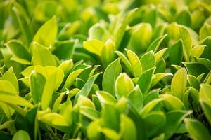 verde natura sfondo. natura di verde le foglie sfocatura lussureggiante fogliame nel giardino a estate. naturale verde foglia impianti avvicinamento come primavera sfondo. panoramico ambiente ecologia o verdura sfondo foto