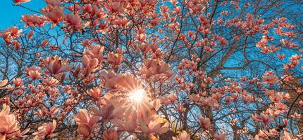 Perfetto natura sfondo per primavera o estate floreale modello sfondo. rosa magnolia fiori e morbido blu cielo e sole raggi come rilassante lunatico avvicinamento. sorprendente natura scena, sognante fiori foto