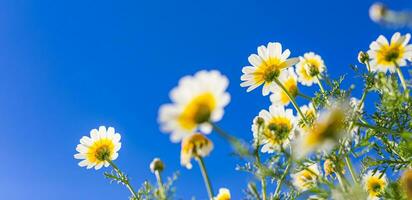 primavera estate natura. bellissimo fioritura bianca giallo margherita fiori sotto blu cielo. idilliaco natura sfondo, avvicinamento di bianca floreale giardino. artistico luminosa natura paesaggio, sfocatura bokeh Visualizza foto