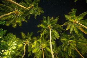 notte foto di bellissimo palma alberi e latteo modo nel sfondo, tropicale caldo notte. astratto natura modello. tranquillo tranquillo, calmo ispirazione all'aperto naturale decorazione. astronomia romantico esotici