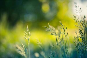 bellissimo vicino su ecologia natura paesaggio con prato. astratto erba sfondo. foto