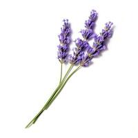 ai generato singolo lavanda fiore isolato su bianca foto