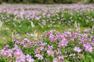 in campagna, la veccia da latte viola è nel campo foto