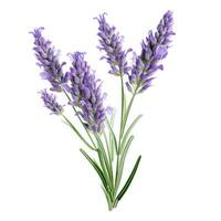 ai generato lavanda fiore isolato foto