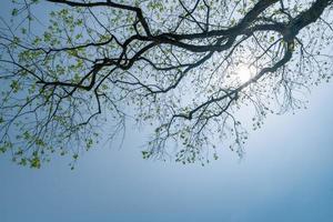 guarda gli alberi sotto il cielo azzurro foto