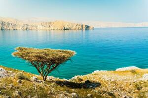 bellissimo soleggiato arido Oman paesaggio nel persiano golfo baia con turchese mare acqua, merillas isole sfondo. escursioni a piedi itinerari e flora. foto