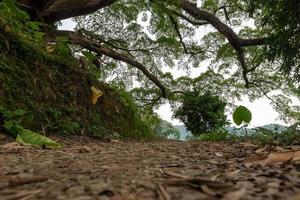 c'è una strada sterrata sotto gli alti alberi secolari foto