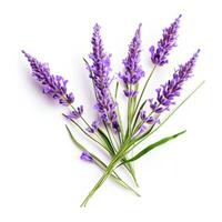 ai generato lavanda fiore isolato foto