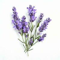 ai generato lavanda fiore isolato foto