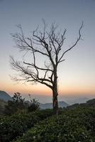 il cielo dorato al tramonto e la sagoma degli alberi neri sulle montagne foto