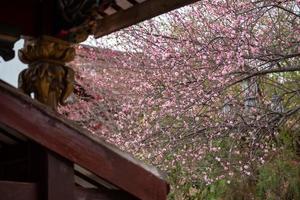 i fiori di pruno rosa nei templi buddisti sono aperti foto