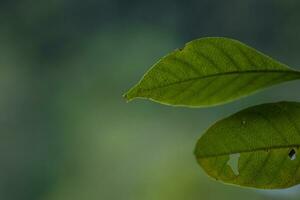 un' vicino su di un' foglia con un' verde sfondo foto