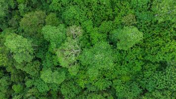 aereo Visualizza foto di paesaggio verde foresta
