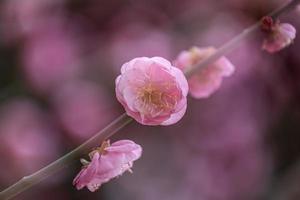 primo piano di un fiore di prugna rosa foto