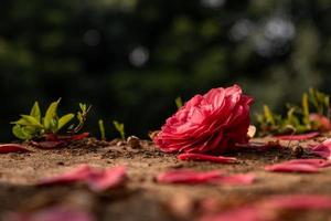 primo piano di camelia rossa su sfondo verde foto