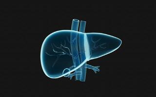 fegato organo con olografico Immagine effetto, 3d resa. foto