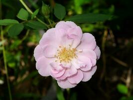 vicino su rosa rosa fiore su sfocatura sfondo. foto