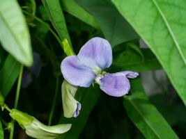 vicino su alato fagiolo fiore con foglia sfondo. foto