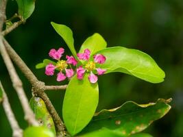 vicino su acerola ciliegia, barbados ciliegia o ovest indiano ciliegia fiore su ramo con sfocatura sfondo. foto
