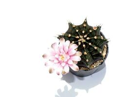 vicino su rosa fiore di cactus pianta con ombra su bianca sfondo. foto