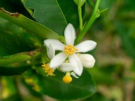 vicino su lime fiore su rami con sfocatura sfondo nel piantagione. foto