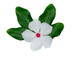 vicino su capo pervinca, portare occhio, indiano pervinca, Madagascar pervinca fiore con foglia. foto