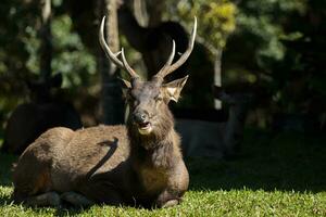 maschio sambar cervo nel khao yai nazionale parco Tailandia foto