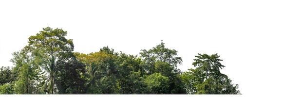 un' gruppo di ricco verde alberi alto risoluzione su bianca sfondo. foto