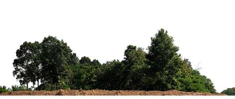 foresta nel estate, alto risoluzione su bianca sfondo. foto