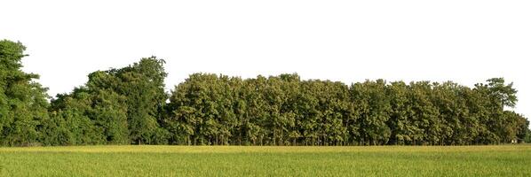 foresta nel estate, alto risoluzione su bianca sfondo. foto