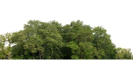 un' gruppo di ricco verde alberi alto risoluzione su bianca sfondo. foto