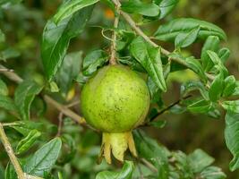 vicino su verde Melograno, punica Mela frutta su sfocatura sfondo. foto