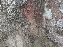 vicino su albero abbaiare struttura, legna abbaiare struttura modello, naturale abbaiare di albero struttura, asciutto legna abbaiare struttura, di legno sfondo azione foto