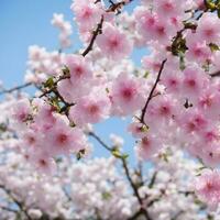 ai generato il ciliegia fiorire giapponese ciliegia o sakura sfondo foto