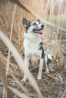 ritratto di un' nero e bianca siberiano rauco è seduta nel il campo. in posa il cane per il telecamera. orgoglioso proprietario. ostrava, ceco repubblica foto