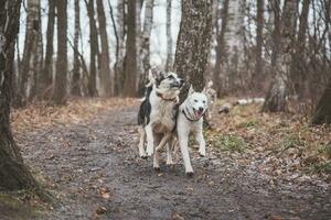 Due siberiano rauco fratelli in esecuzione lungo un' foresta sentiero. competitivo cani in esecuzione un' gara. ostrava, ceco repubblica, centrale Europa foto