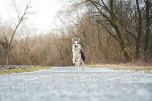 nero e bianca ibrido husky-malamute in esecuzione attraverso prato. diverso espressioni di il cane. la libertà per animale domestico foto