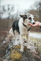 nero e bianca ibrido husky-malamute in posa su un' grande albero tronco nel il mattina sole. diverso espressioni di il cane. la libertà per animale domestico foto