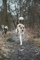 ritratto di un' bianca e Marrone cane in esecuzione fuori. in esecuzione nel il selvaggio divertente visualizzazioni di a quattro zampe animali domestici foto