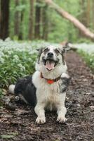 nero e bianca ibrido husky-malamute godendo il suo restare nel un' bosco ambiente coperto con orso aglio. diverso espressioni di il cane. la libertà per animale domestico foto